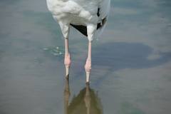 Leucogeranus leucogeranus