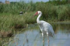 Leucogeranus leucogeranus