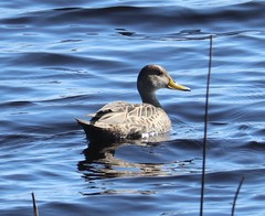 Anas georgica spinicauda