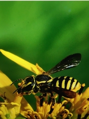 Paranthidium jugatorium lepidum