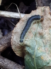 Cladius compressicornis