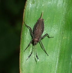 Phaesticus mellerborgi