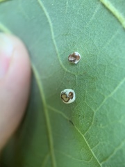 Phylloteras volutellae