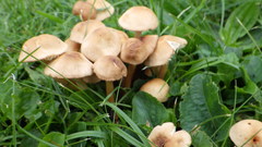 Marasmius collinus
