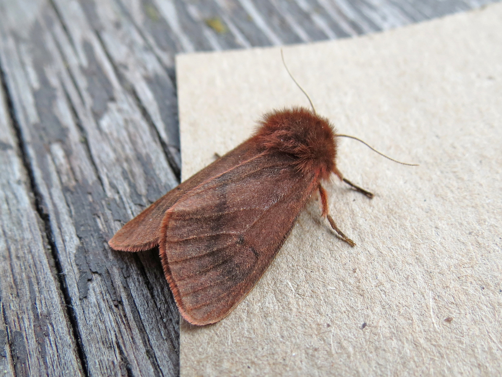 Large Ruby Tiger Moth