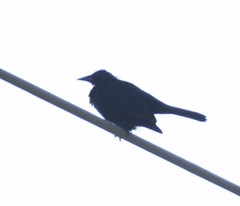 Curaeus curaeus curaeus