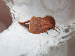 Phragmatobia assimilans