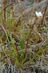 Claytonia acutifolia