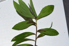 Chionodes emptor