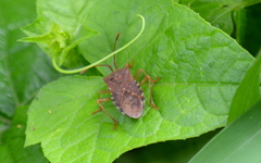 Anasa maculipes