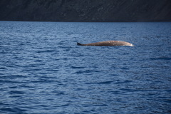 Ziphius cavirostris