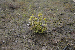 Drosera ramellosa