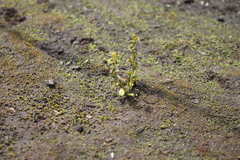 Drosera ramellosa