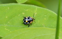 Chinavia marginata