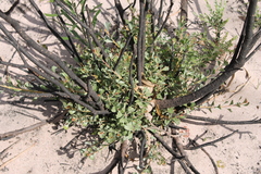 Adenanthos
