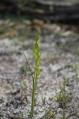 Prasophyllum gracile