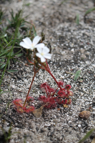 Drosera stolonifera