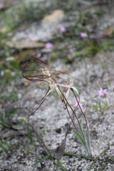 Caladenia varians