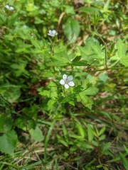 Geranium sibiricum