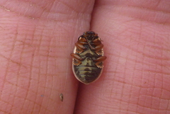 Calligrapha philadelphica