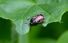 Calligrapha diversa