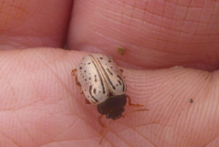Calligrapha philadelphica