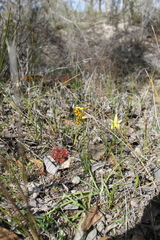Diuris decrementa