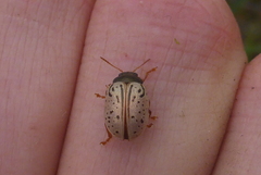 Calligrapha philadelphica