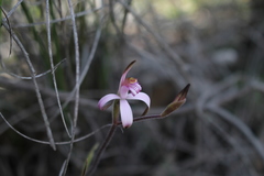 Caladenia hirta rosea