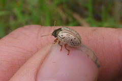 Calligrapha philadelphica