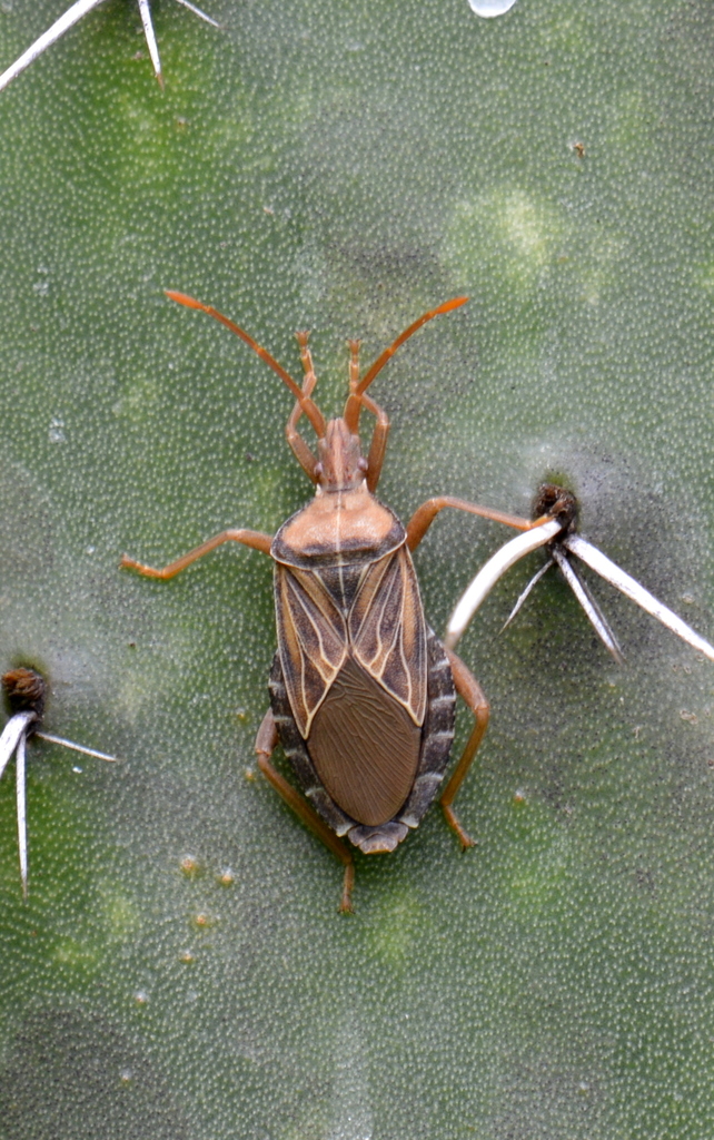 Chelinideini
