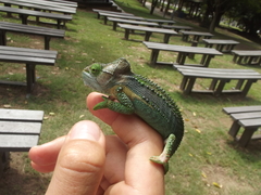 Bradypodion damaranum