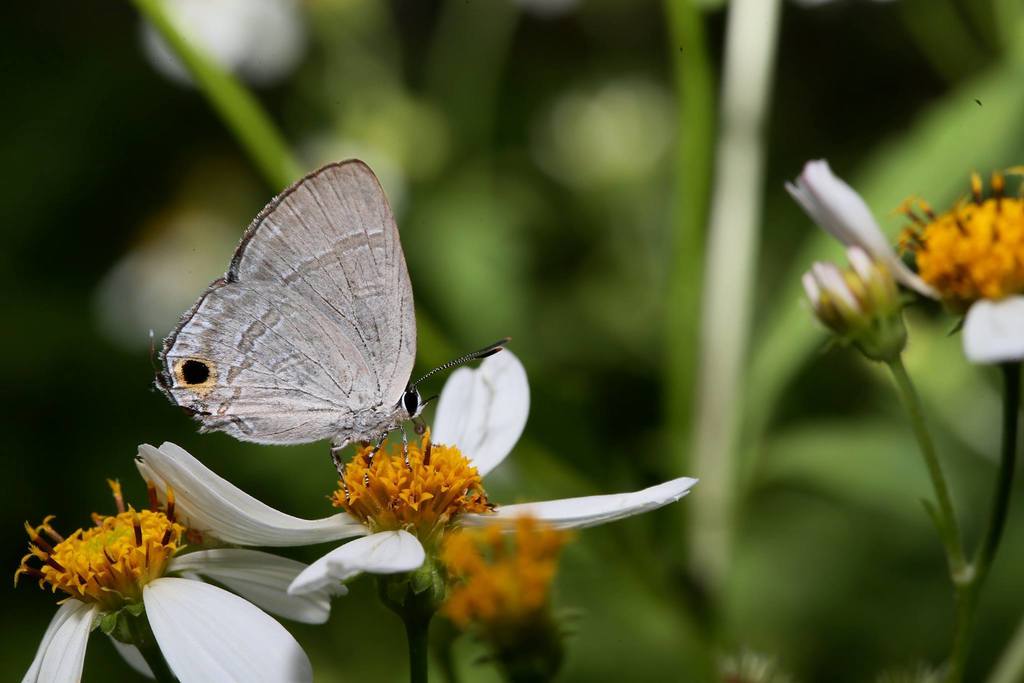 Deudorix rapaloides