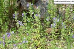 Dracocephalum moldavica