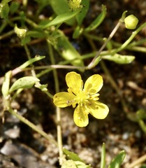 Ranunculus flammula ovalis