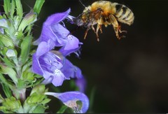 Anthophora deserticola