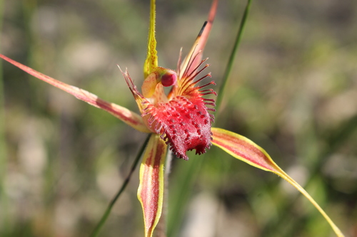 Image of Caladenia pectinata by (c) Em Lamond, some rights reserved (CC BY)