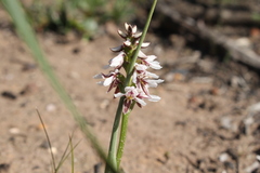 Prasophyllum cucullatum