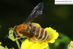 Andrena chengtehensis
