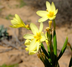 Moraea bifida