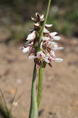 Prasophyllum cucullatum