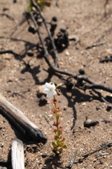 Drosera platypoda