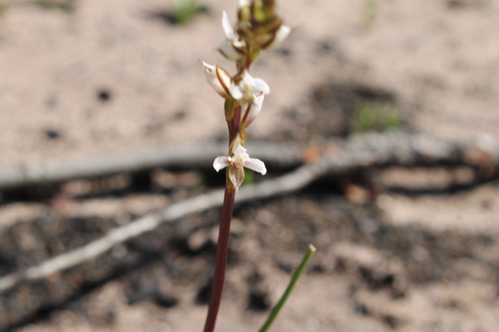 Prasophyllum hians