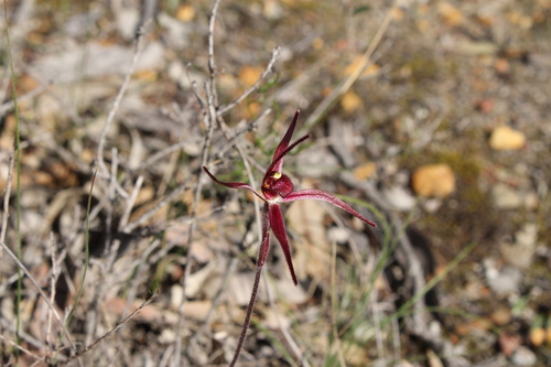 Image of Caladenia footeana by (c) Em Lamond, some rights reserved (CC BY)