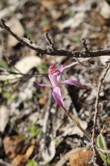 Caladenia hirta rosea