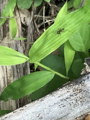 Camponotus nicobarensis