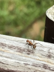 Camponotus nicobarensis