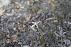 Caladenia polychroma