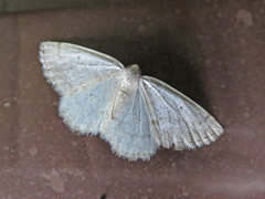 Scopula inductata