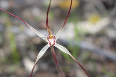 Caladenia polychroma